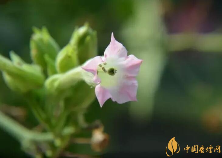 煙草花花語是什么，煙草花什么時(shí)候開花