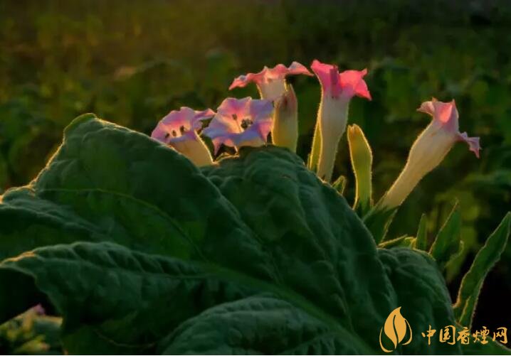 煙草花花語是什么，煙草花什么時(shí)候開花