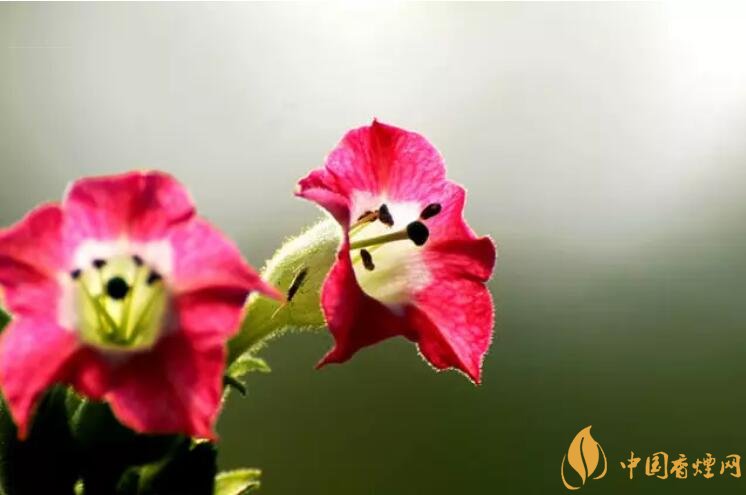 煙草花花語是什么，煙草花什么時(shí)候開花