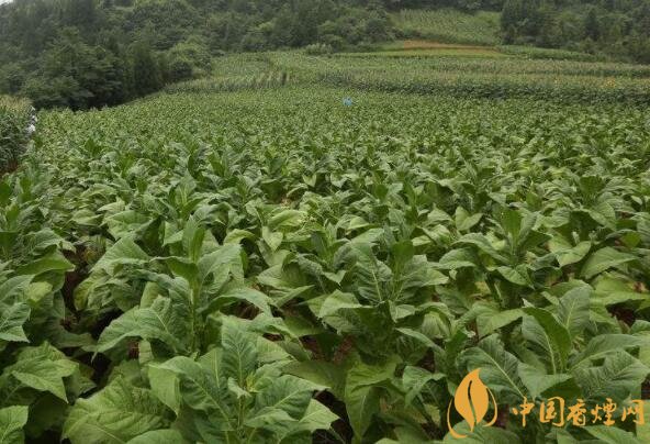 走進(jìn)煙草揭秘你不知道的微生物技術(shù) ！